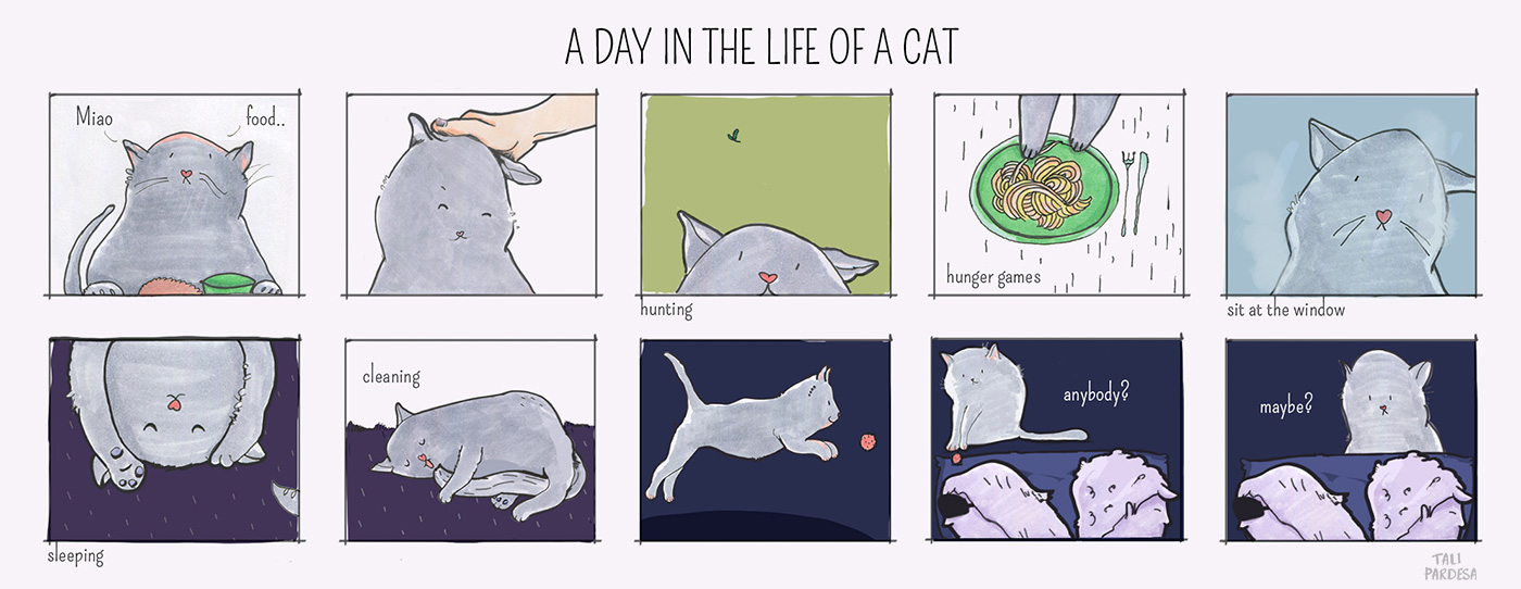 Diego The Cat - A Day In The Life Of A Cat