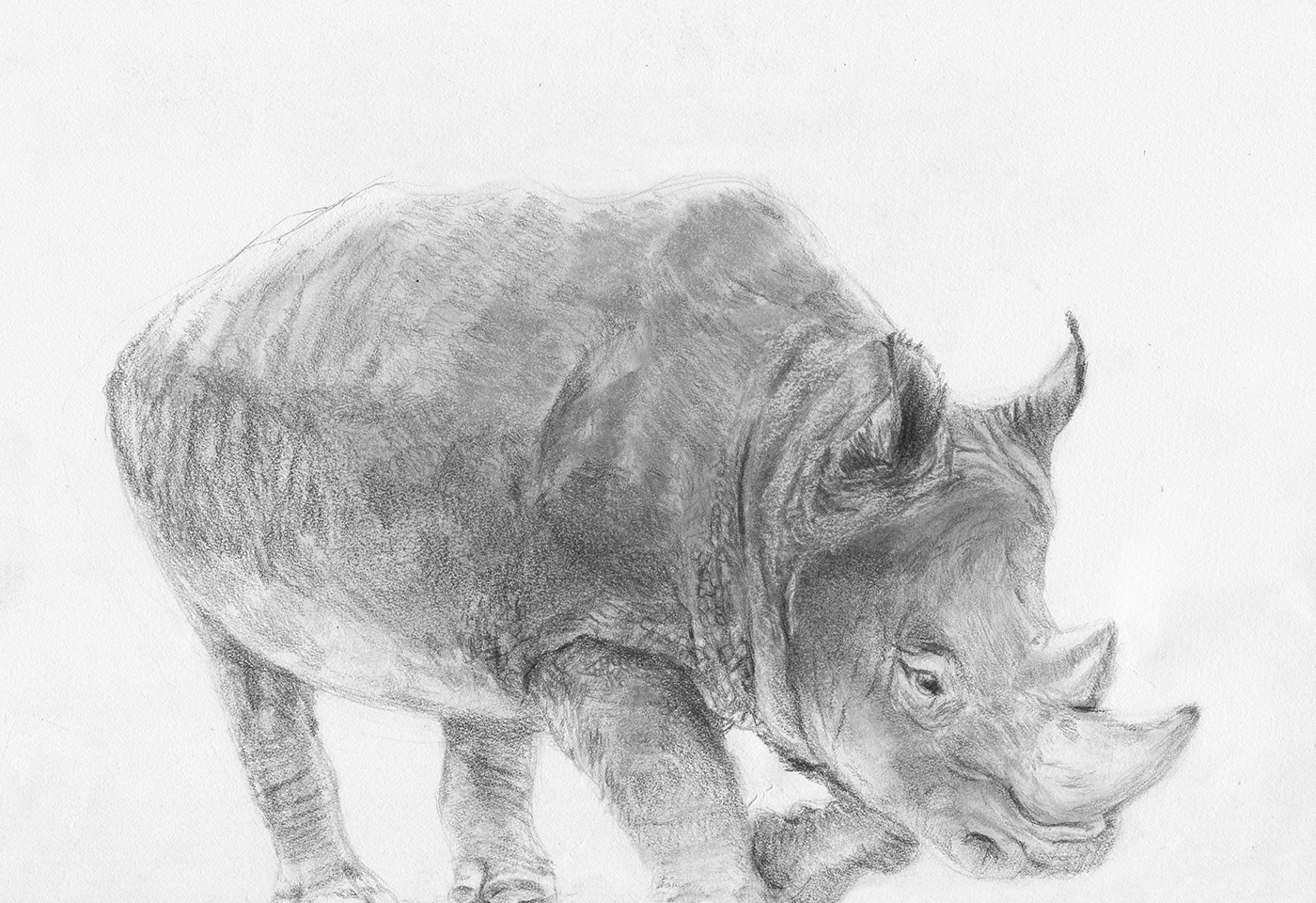 Rhinoceros Sketch